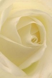 Step into the intimate heart of a cream-white rose, as captured by a Baldock florist who understands the bond between bloom and emotion. The petals spiral outward with silky texture, each edge touched by the softness of morning dew reminiscent of strolls through local green parks. Gentle folds cradle shadows, inviting the imagination to wander within the shadows and light, while the tranquil luminosity speaks to peace, reverence, and renewal. The serene mood echoes the thoughtful gestures made between friends and family in Baldock, whether offering sympathy or honoring a joyful new beginning. The faint sweet scent lingers, present as a comforting afterthought in the quiet of a loved one's living room. Seen from this close perspective, the rose becomes more than a flower-it's an invitation to pause, reflect, and appreciate the quiet artistry behind every arrangement sent with care throughout the neighborhoods of Baldock. The craftsmanship shines just as much as the natural beauty, making this rose an enduring symbol of the area's heartfelt connections and the timeless elegance delivered from Flowers Baldock.
